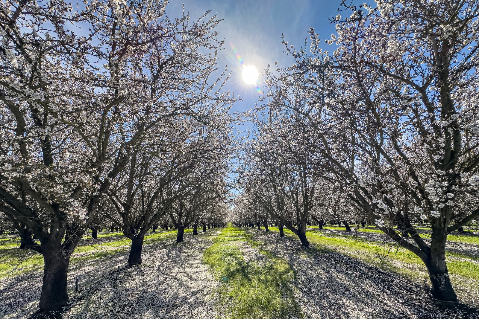 Rows of blossoming trees in an orchard with sunlight shining through, casting shadows and creating bright highlights on green grass below.