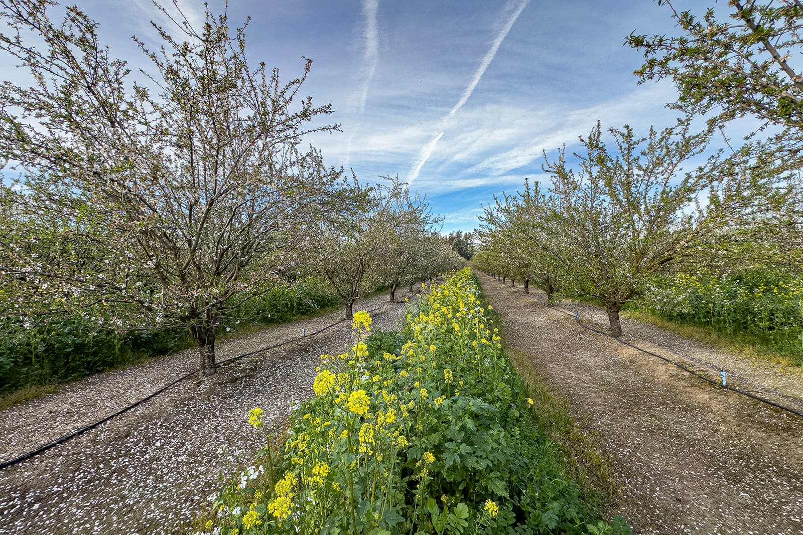 Rows of blossoming trees in an orchard, with yellow wildflowers growing between dirt paths under a blue sky with white clouds and contrails.