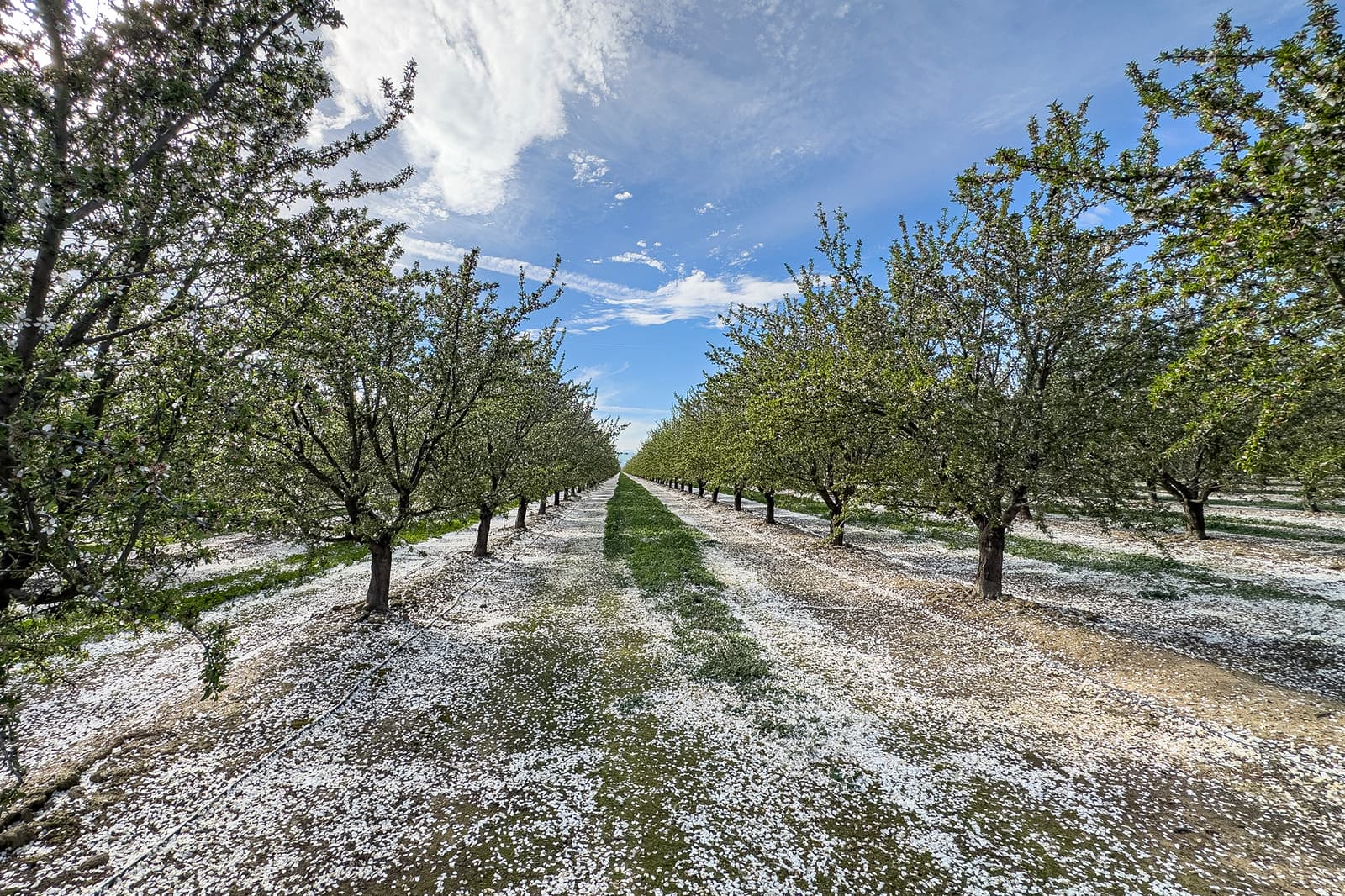 Rows of blossoming trees in an orchard, with white petals covering the ground and a blue sky with scattered clouds overhead.