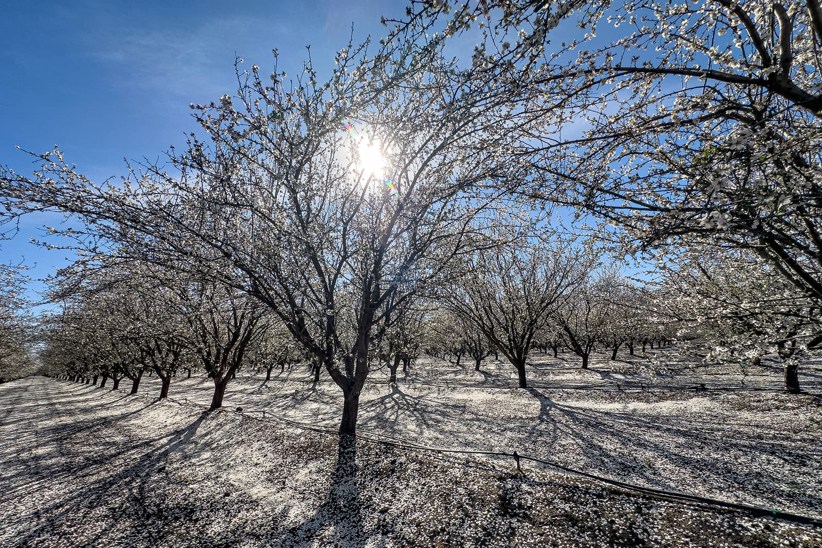 Rows of blossoming trees in an orchard with sunlight shining through, white petals covering the ground, and a clear blue sky above.
