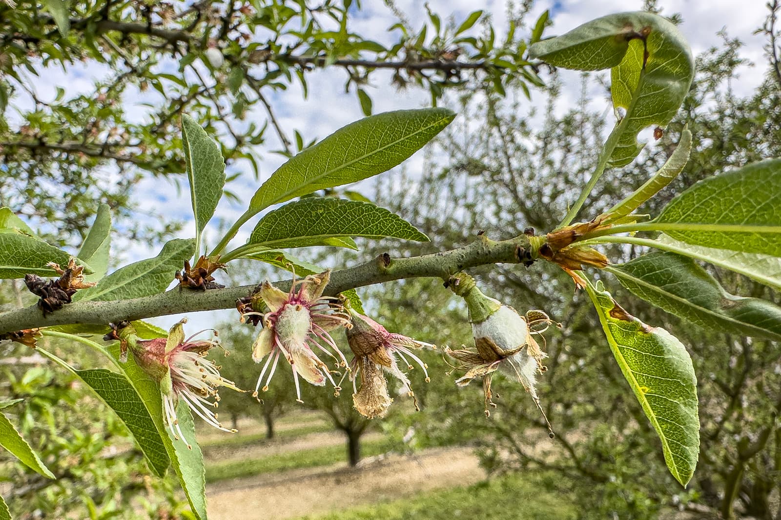 Close-up of a tree branch with young, developing almonds and wilted almond blossoms among elongated green leaves; orchard trees are visible in the blurred background.