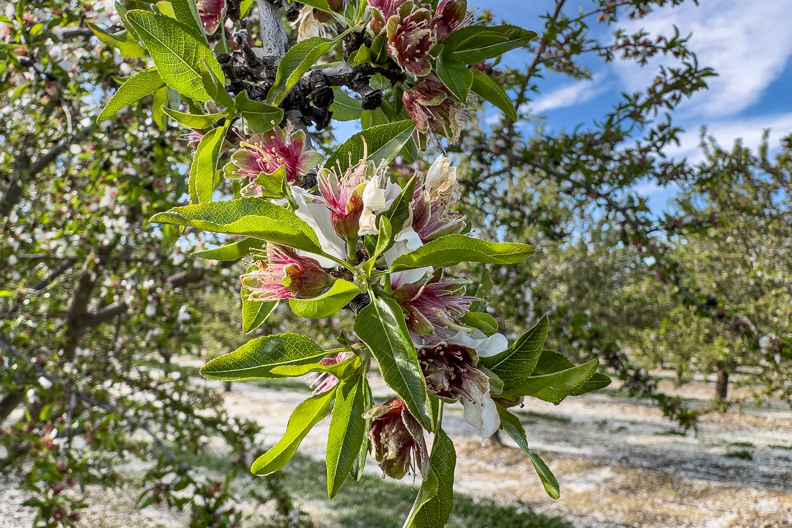 A close-up of an almond tree branch with green leaves and pink and white blossoms, set against a background of similar trees under a blue sky.