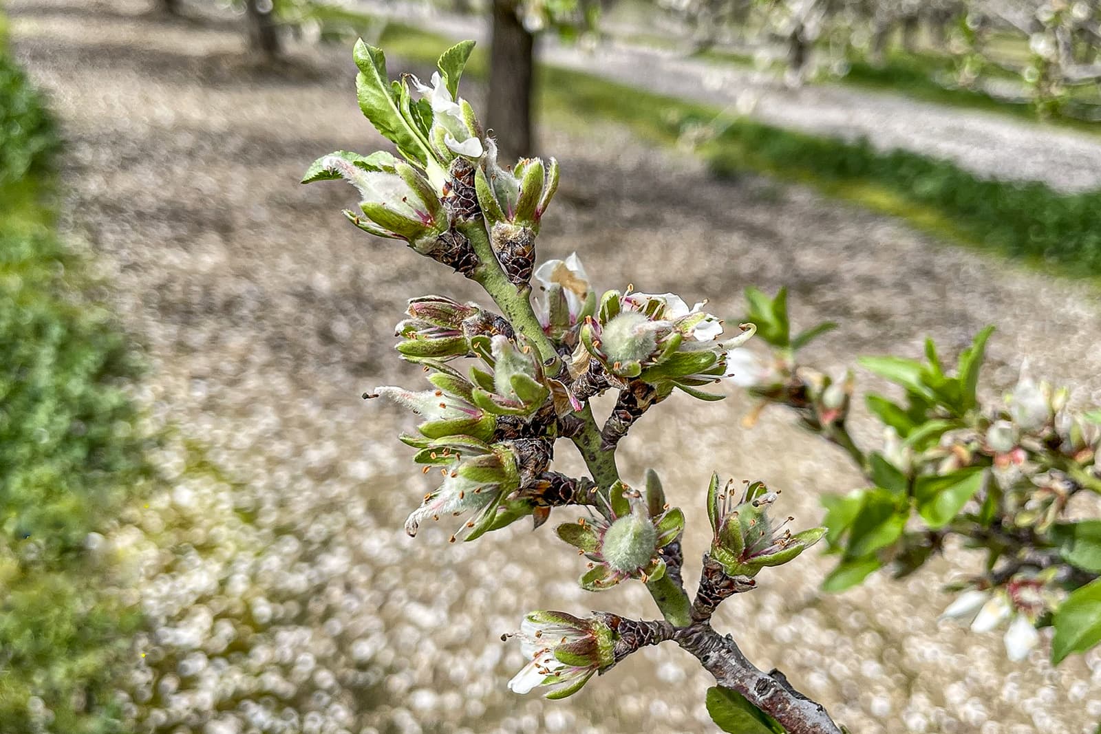A close-up of a tree branch with small budding leaves and flowers, set against a blurred outdoor background with grass and other trees.