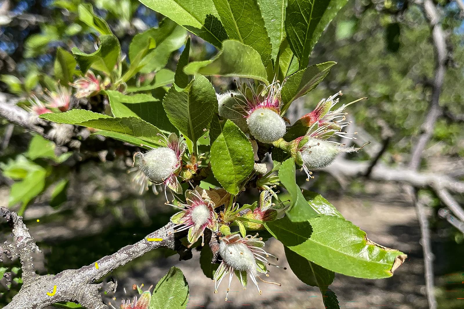 Small, fuzzy, immature apples growing on a tree branch surrounded by green leaves in bright sunlight.