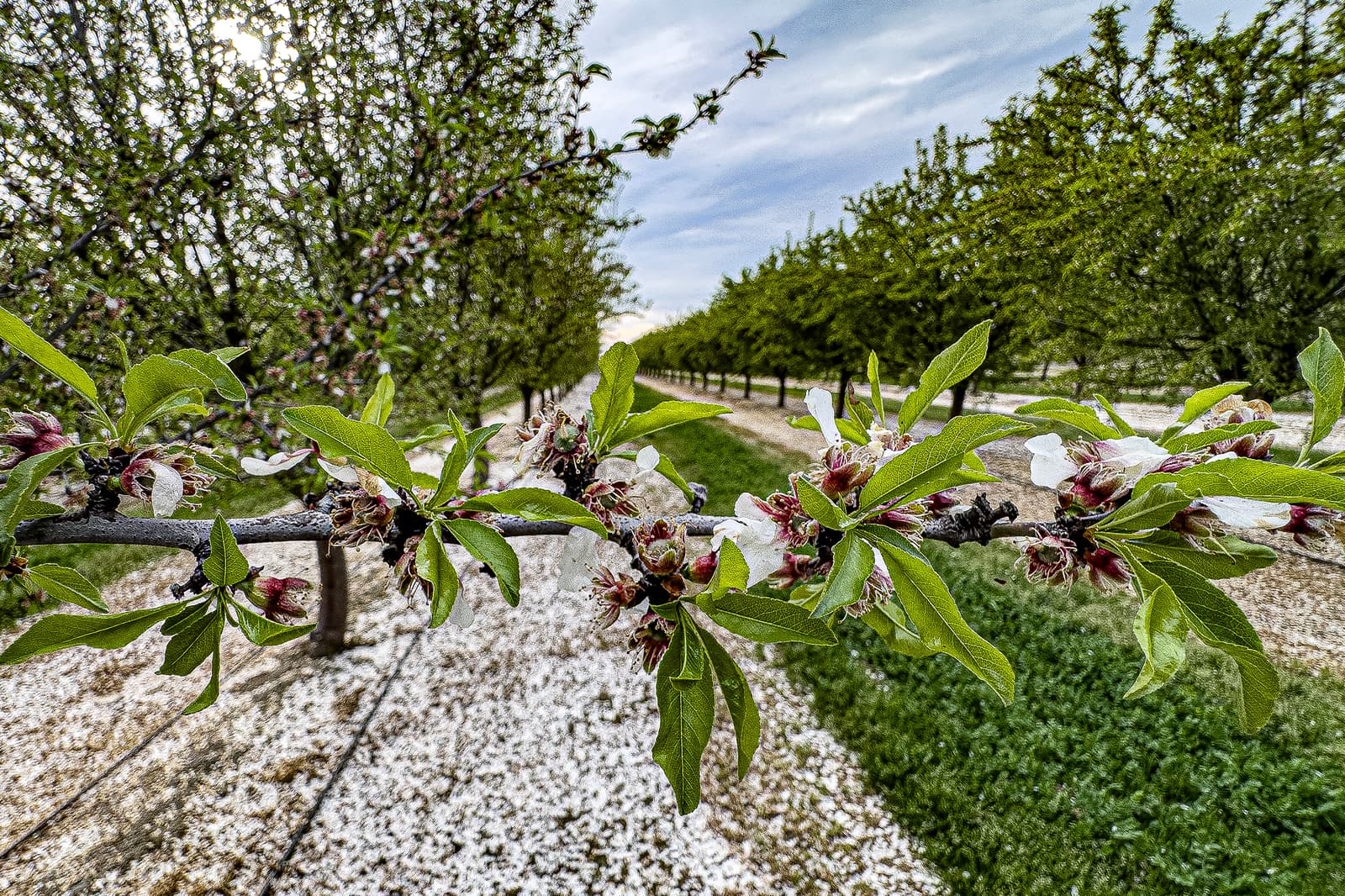 Close-up of a tree branch with green leaves and blossoms in an orchard, with rows of trees and scattered white petals on the ground.