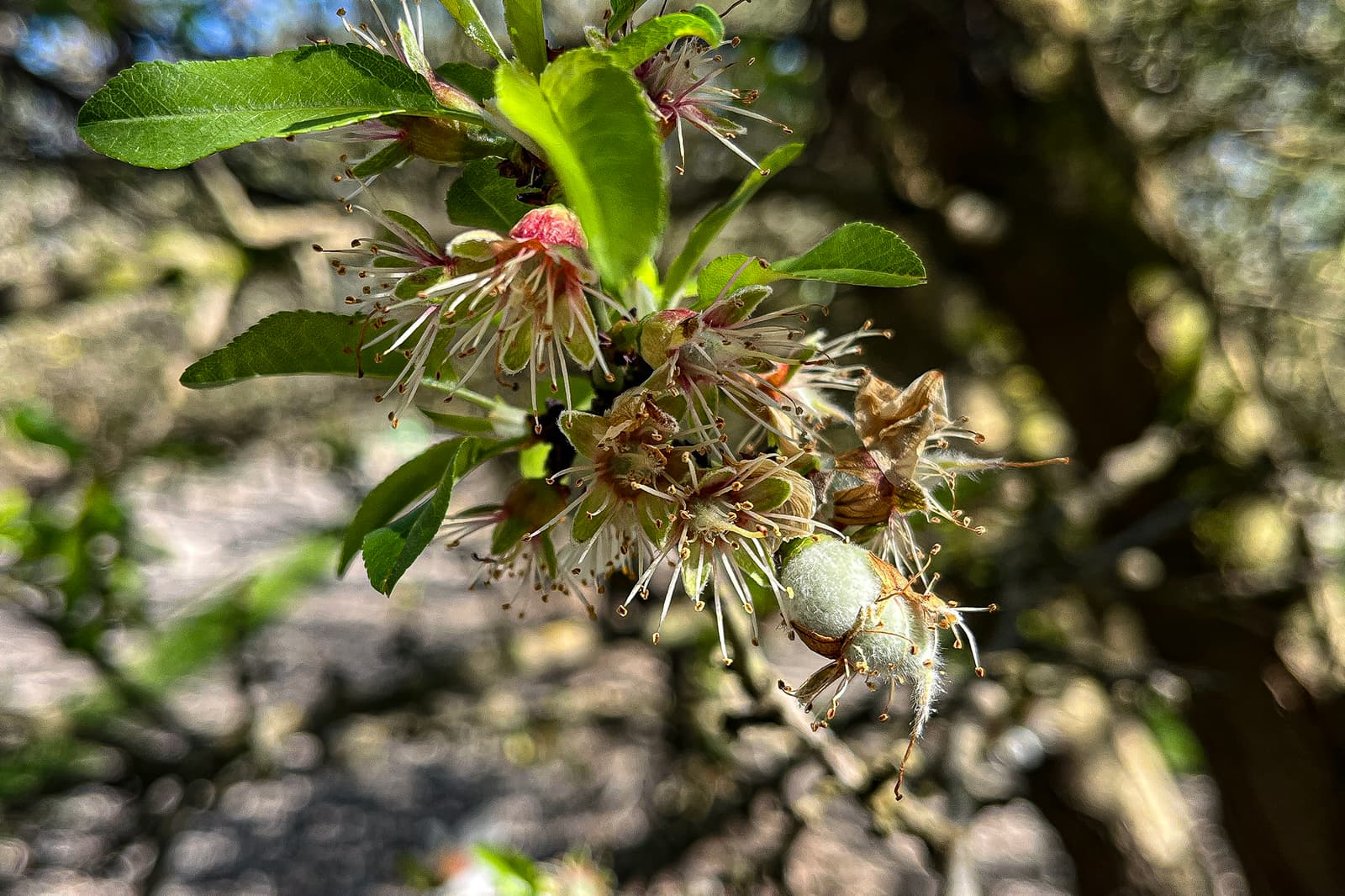 Close-up of a tree branch with green leaves, wilting flowers, and a few small, developing, fuzzy fruits against a blurred natural background.