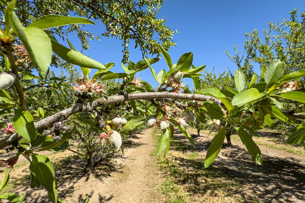 Close-up of an almond tree branch with young fruit and flowers, set in an orchard under a clear blue sky.