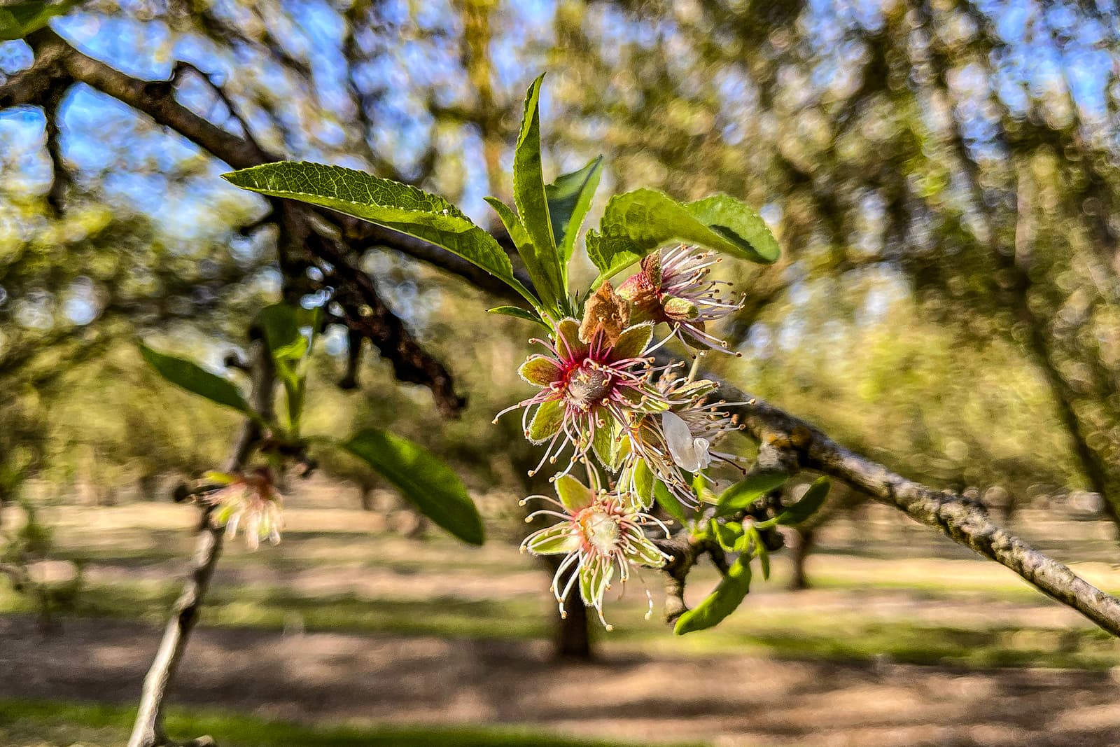 Close-up of a tree branch with several small flowers, some petals fallen, set against a blurred background of sunlit trees and ground.