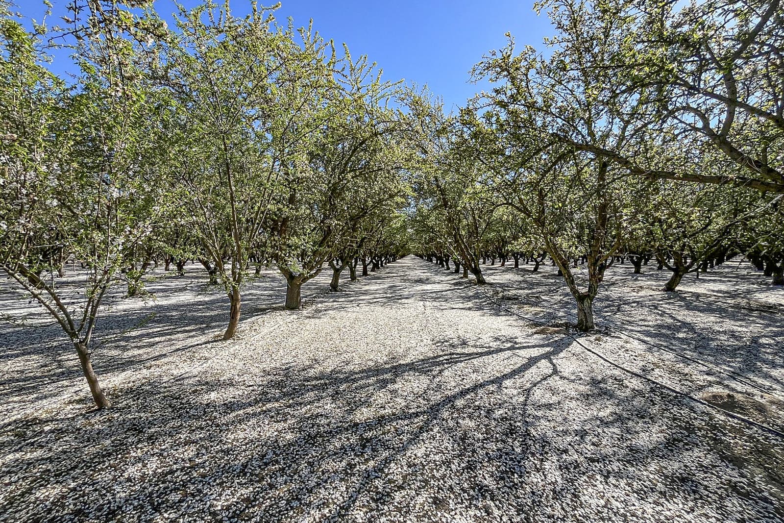 A grove of evenly spaced trees with green leaves under a clear blue sky; the ground is covered with white petals, creating a carpet-like effect.