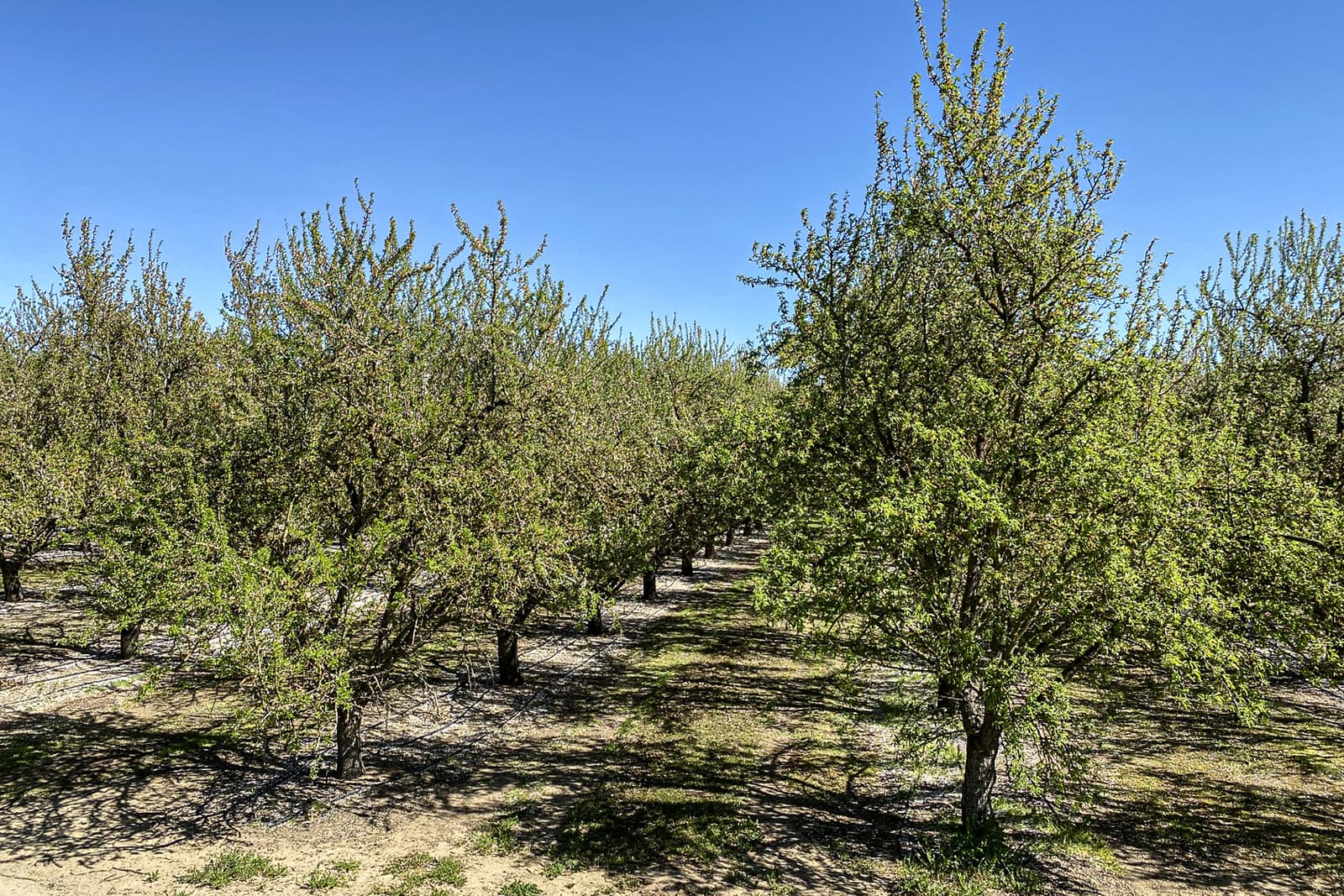 Rows of young trees with green leaves grow in a sunlit orchard under a clear blue sky, casting shadows on the sandy ground.
