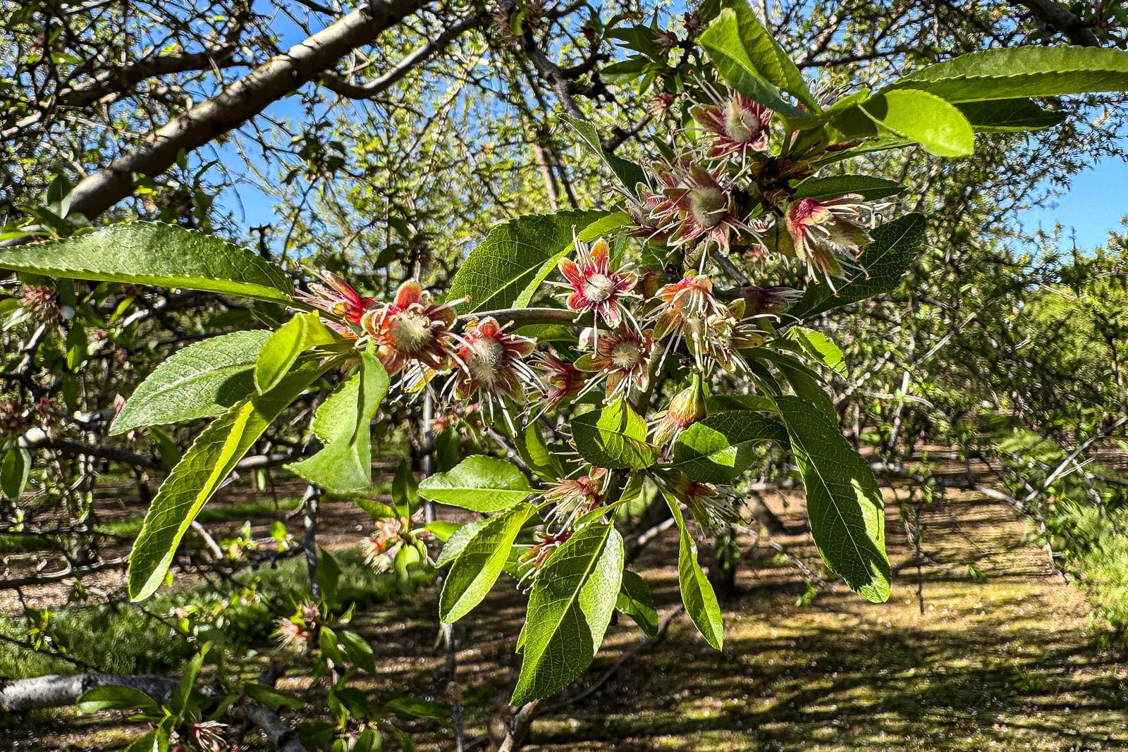 Close-up of a tree branch with green leaves and clusters of faded, wilted almond blossoms, set against a background of more trees in daylight.