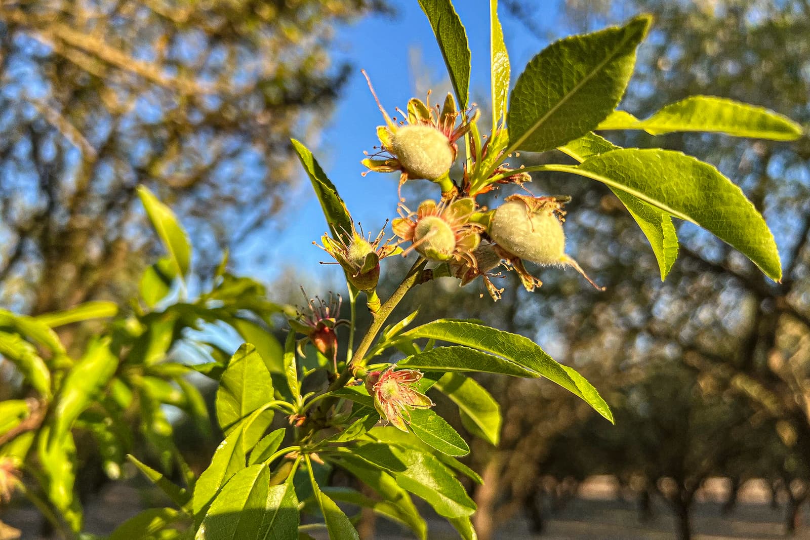 Close-up of almond tree branch with young developing almonds and green leaves, photographed outdoors with trees and blue sky in the background.