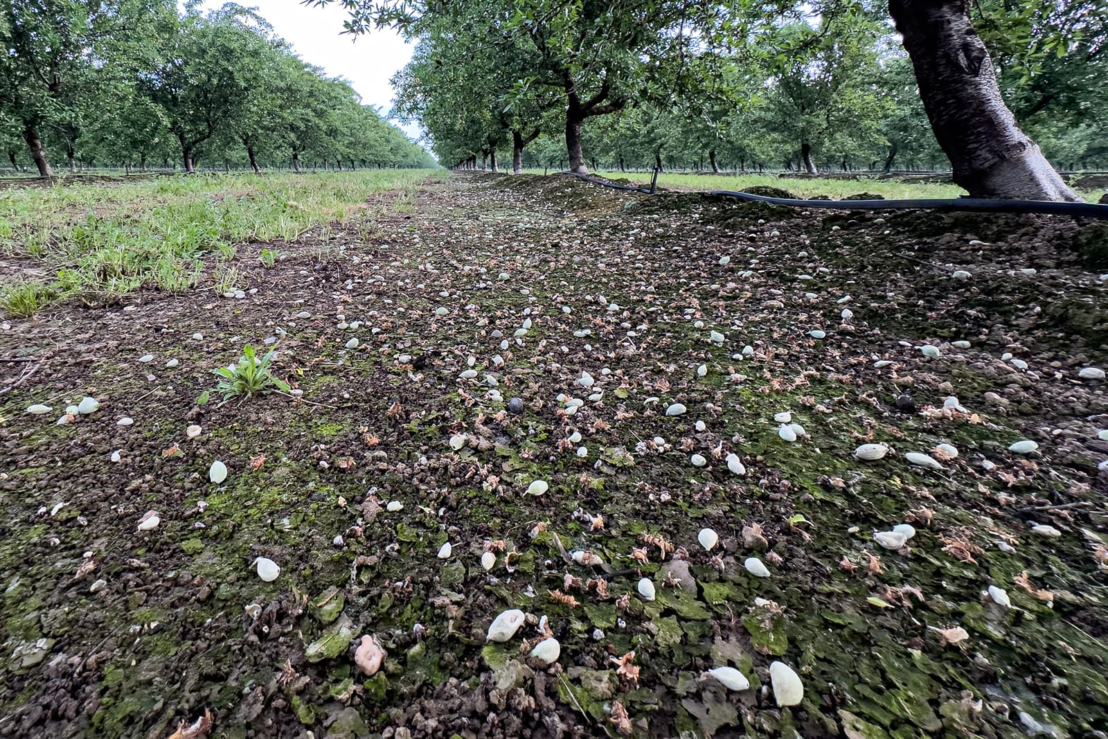 Close-up of the ground in an orchard with scattered nutshells, green grass, and rows of trees under a cloudy sky.
