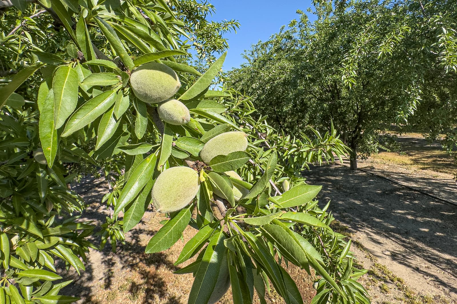 Close-up of unripe almonds growing on a tree branch in an orchard, with green leaves and more almond trees in the background under a clear blue sky.