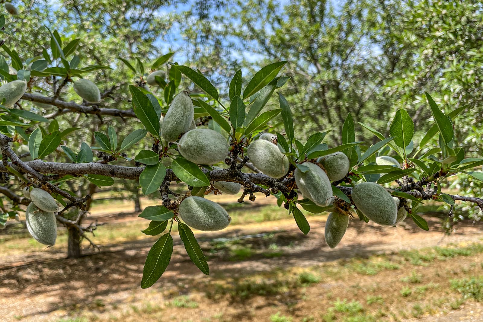 A close-up of an almond tree branch with green, unripe almonds among elongated leaves; more trees are visible in the background.