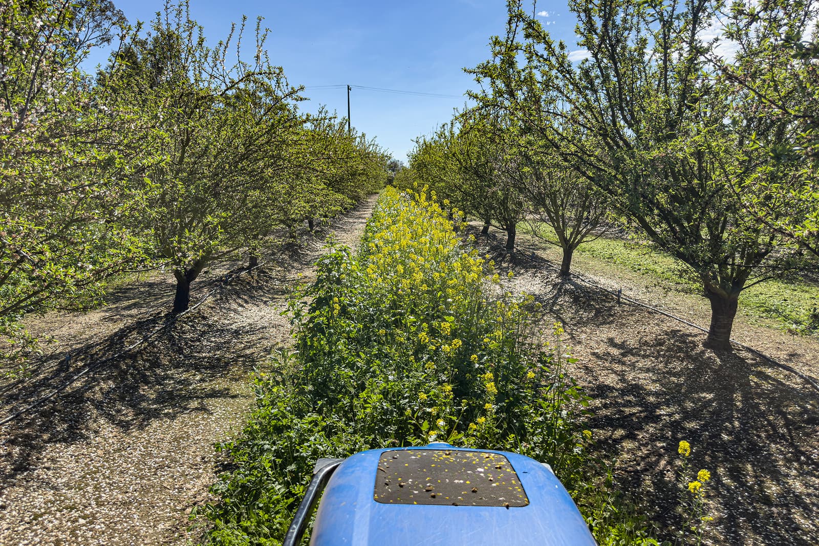 View from a tractor driving through an orchard, with yellow wildflowers growing between rows of trees under a clear blue sky.