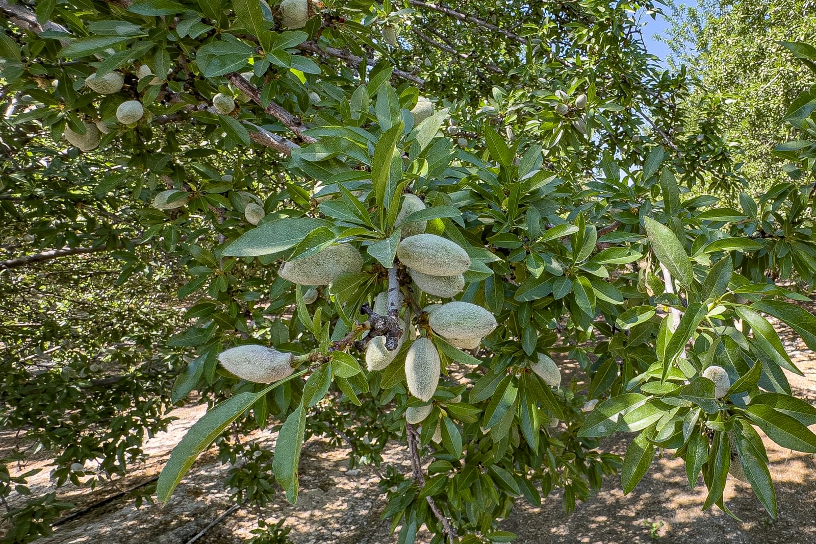 Almond tree branches with clusters of unripe almonds surrounded by green leaves, photographed outdoors in natural sunlight.