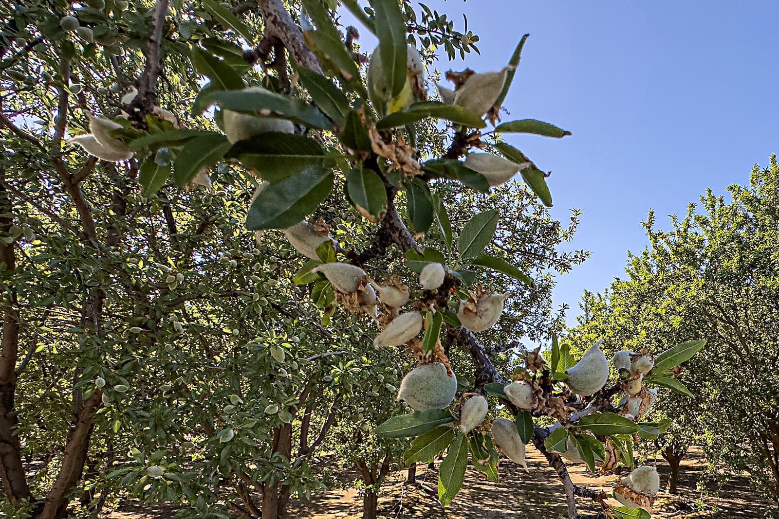 Close-up of an almond tree branch with unripe almonds and green leaves, with more trees and blue sky in the background.