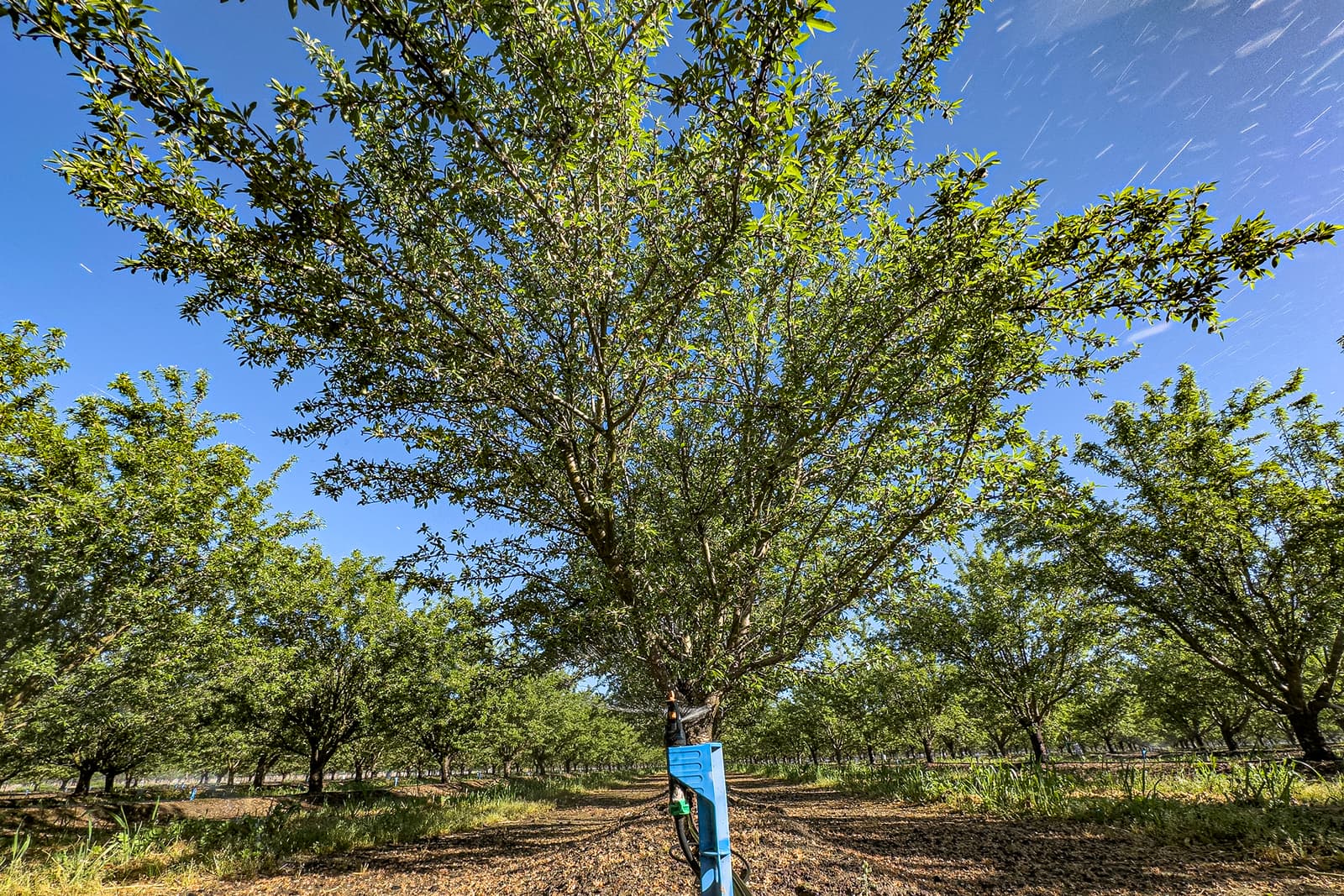 A tall tree with green leaves stands in an orchard under a clear blue sky, with a blue tag and irrigation tubes attached to its trunk.