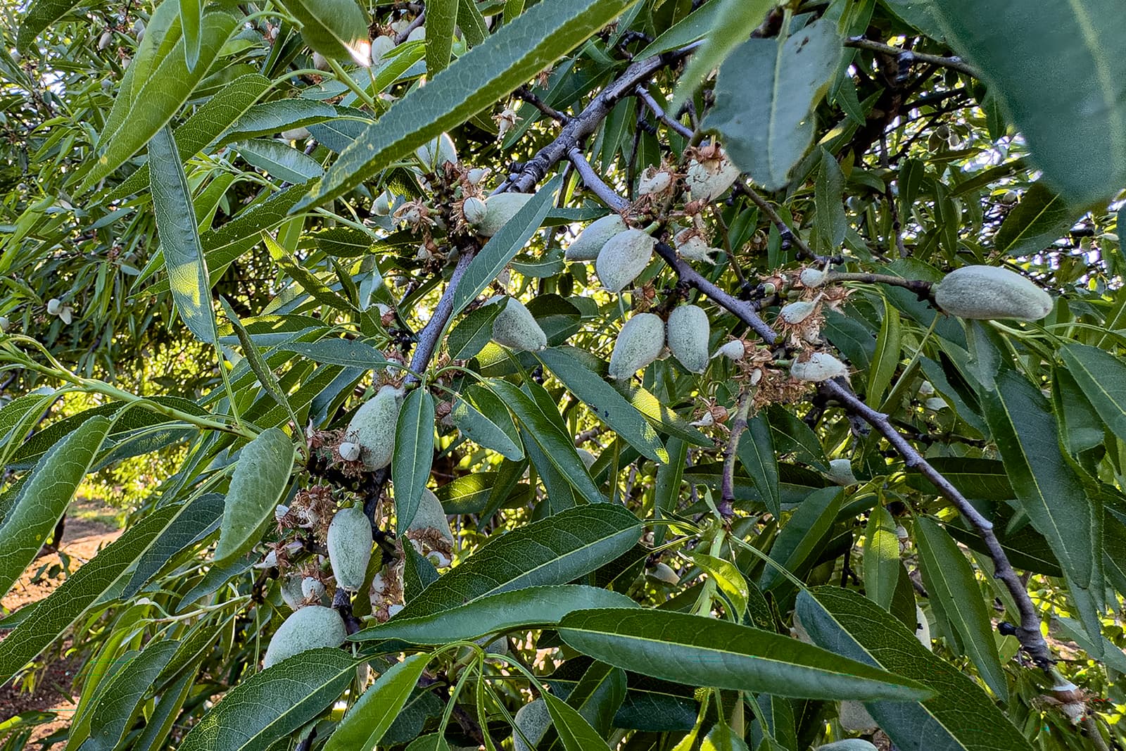 Almond tree branches with green leaves and several immature, fuzzy almonds growing among the foliage.