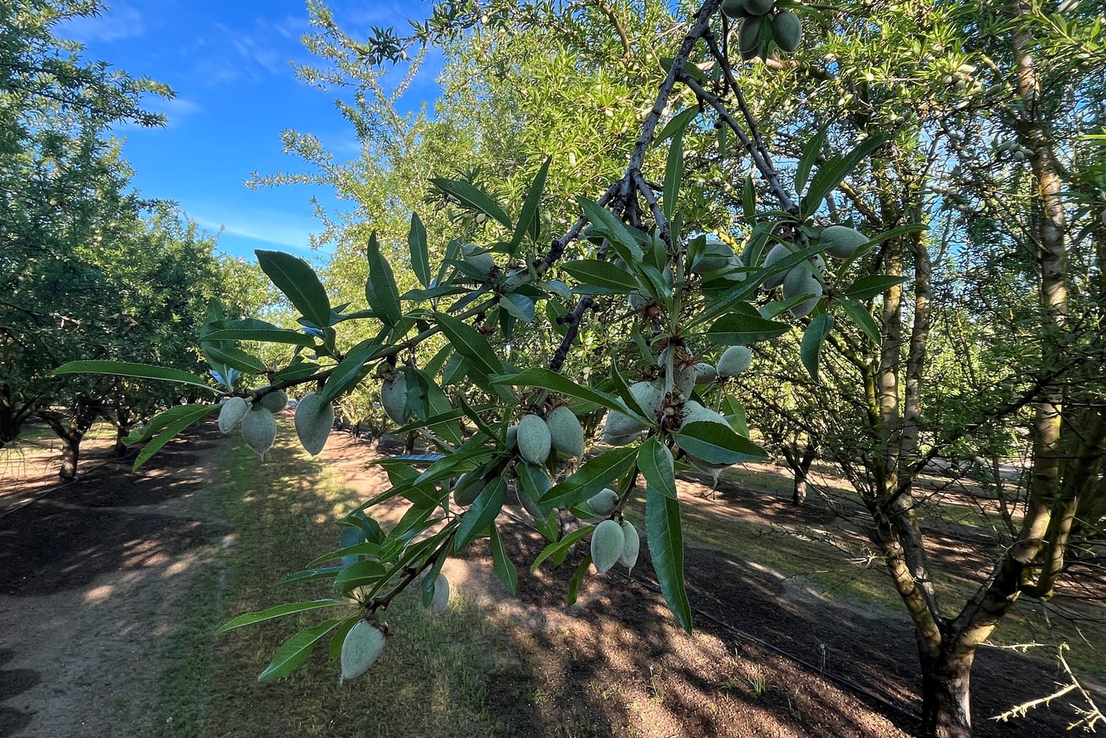 Close-up of almond tree branches with green almonds growing, set in an orchard with rows of similar trees under a clear blue sky.
