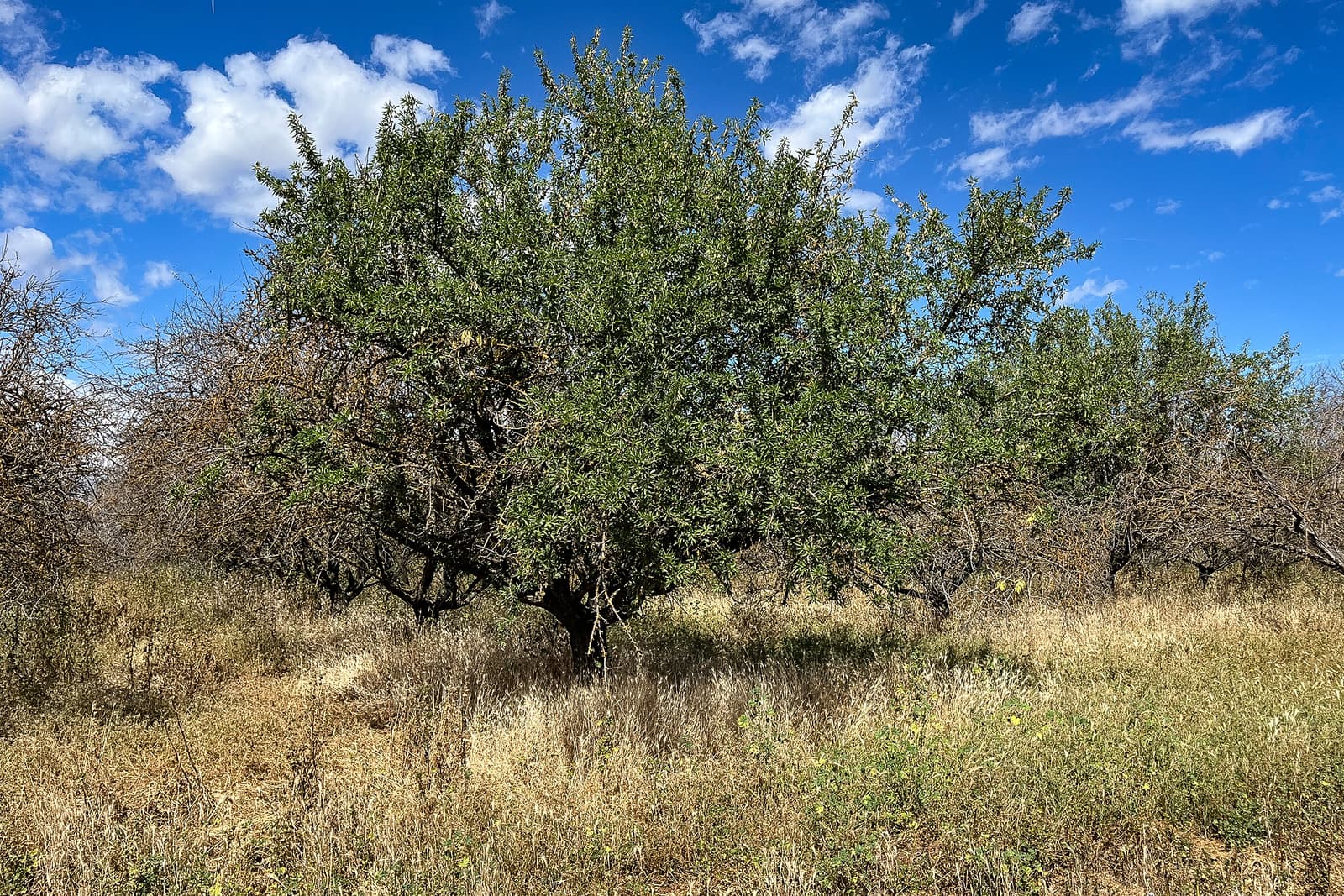 A single tree with dense green foliage stands in a dry grassy field under a blue sky with scattered clouds.