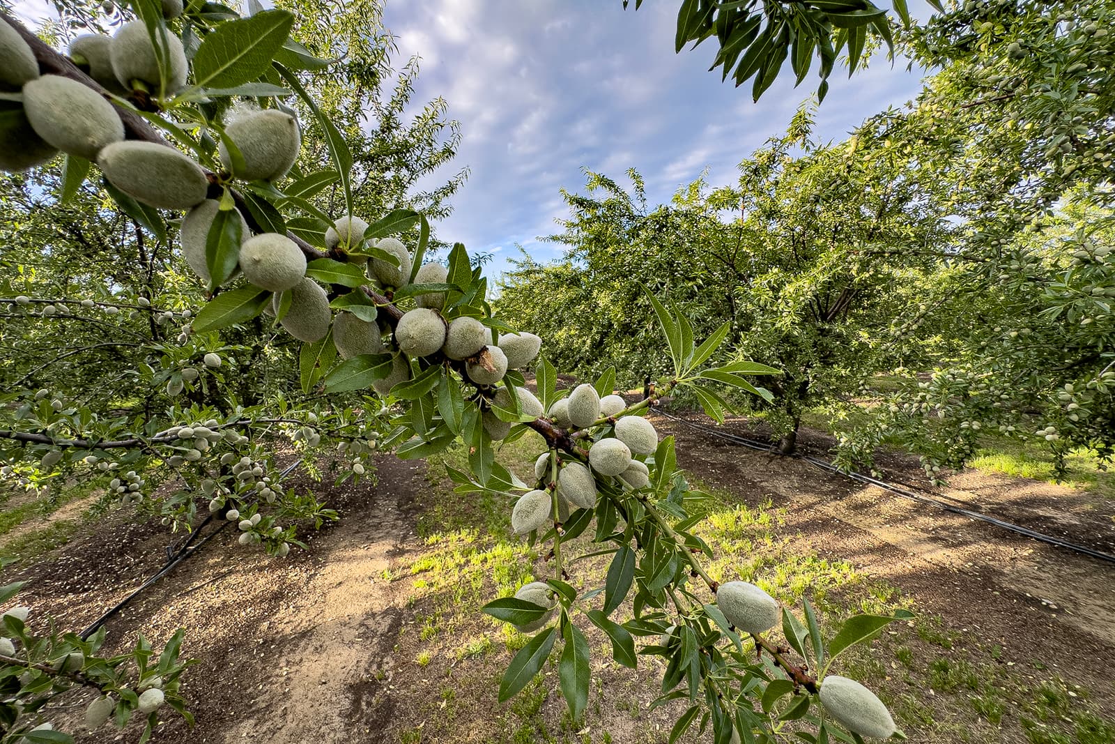 Close-up of unripe almonds growing on a tree branch in an orchard, with other trees and irrigation lines visible in the background under a partly cloudy sky.