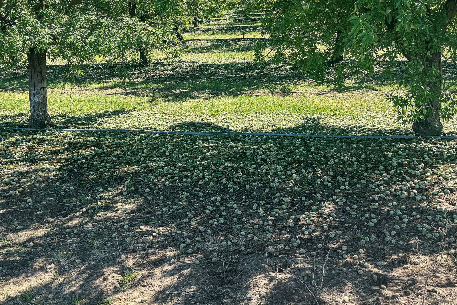 Rows of trees in an orchard with many small fruits scattered on the ground, some in sunlight and others in the shade.