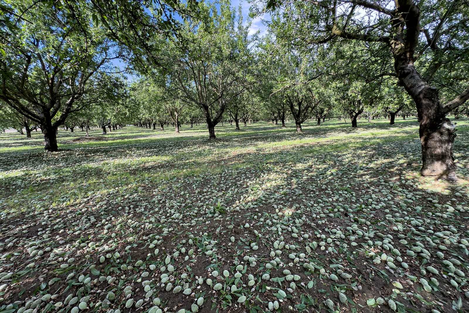 A grove of trees with green fruit scattered on the ground, sunlight filtering through the foliage.