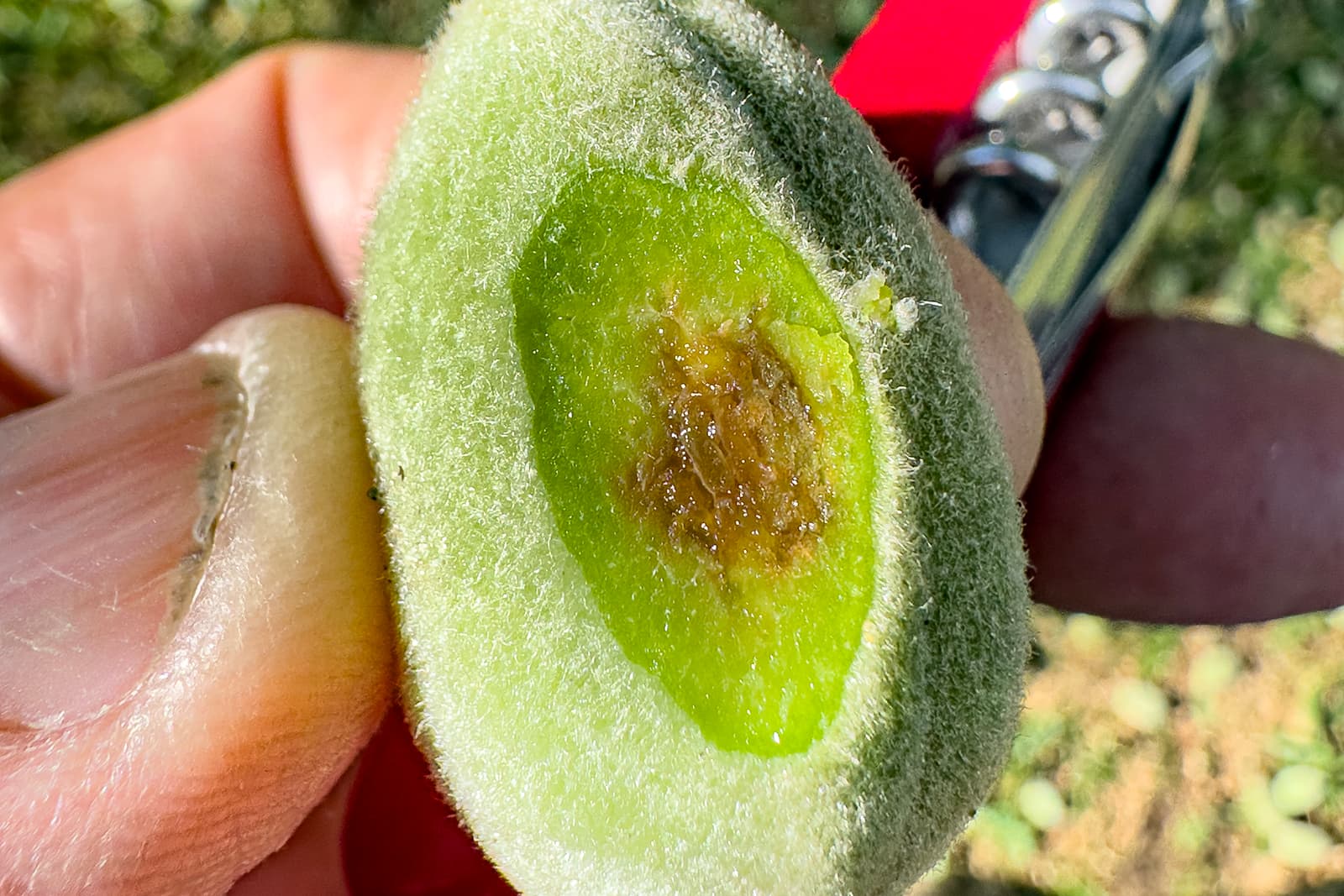 A close-up of a person holding a fuzzy, green fruit cut in half, showing a brown, developing seed in the center.