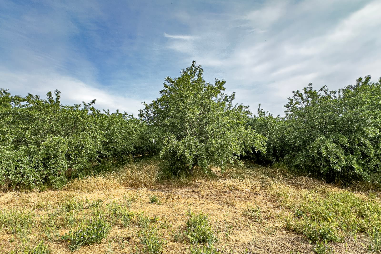 Rows of green trees with dense foliage grow in a field under a partly cloudy sky, with dry grass and patches of green on the ground.