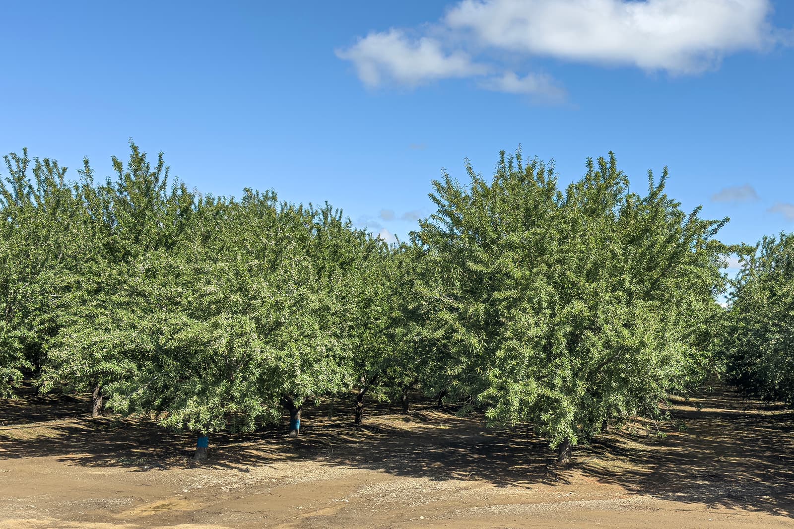 Rows of green, leafy almond trees grow in a well-organized orchard under a blue sky with scattered clouds.