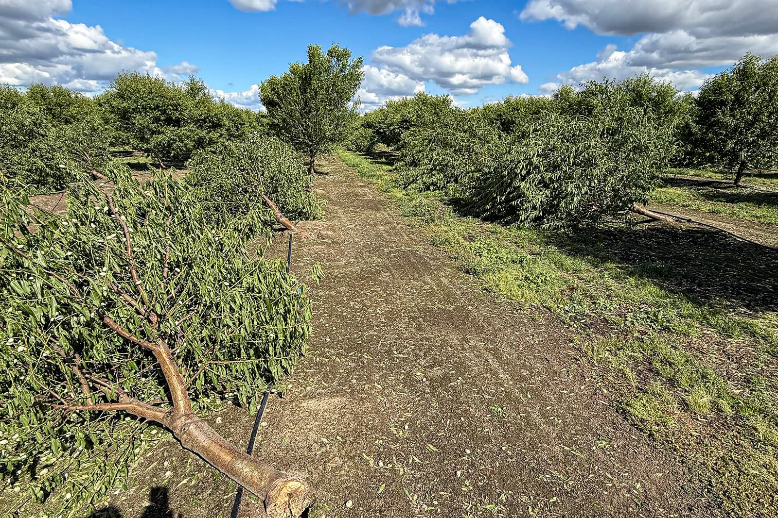 Several trees in an orchard have been blown over, lying on their sides, while others remain standing under a partly cloudy sky.