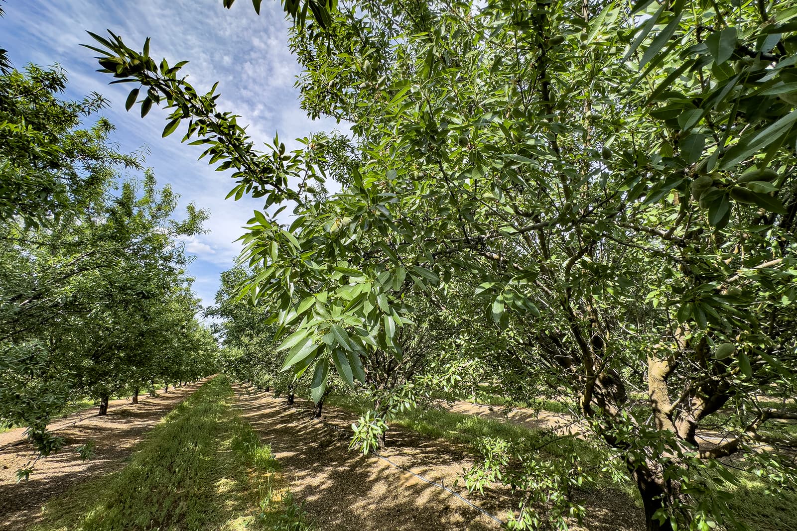 Rows of green trees in an orchard under a blue sky, with sunlight filtering through the leaves onto the ground.
