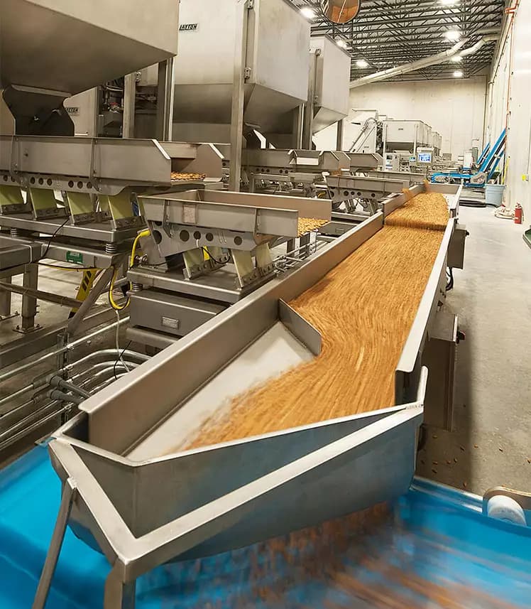 Conveyor belt transporting a large quantity of brown cereal or grain through automated machinery in a food processing factory.