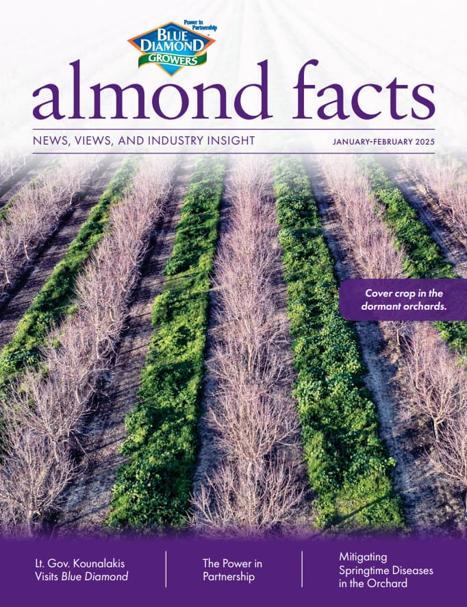 Aerial view of an almond orchard with alternating rows of green cover crop and dormant trees, featured on the cover of an almond industry magazine.
