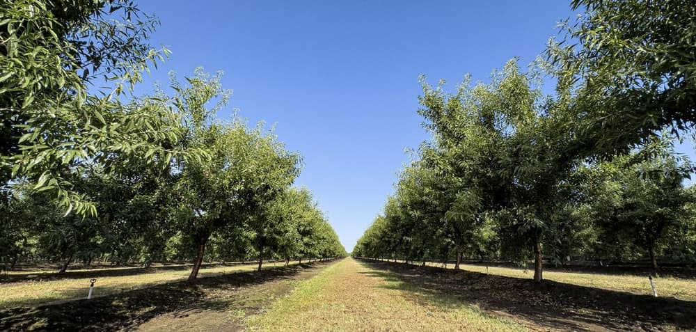 Rows of green trees in an orchard stretch into the distance under a clear blue sky, with grass and bare soil visible between the trees.