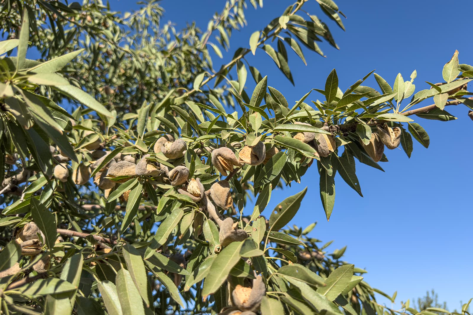Close view of almond branches with clusters of mature, split hulls exposing almond shells among green leaves and a blue sky.