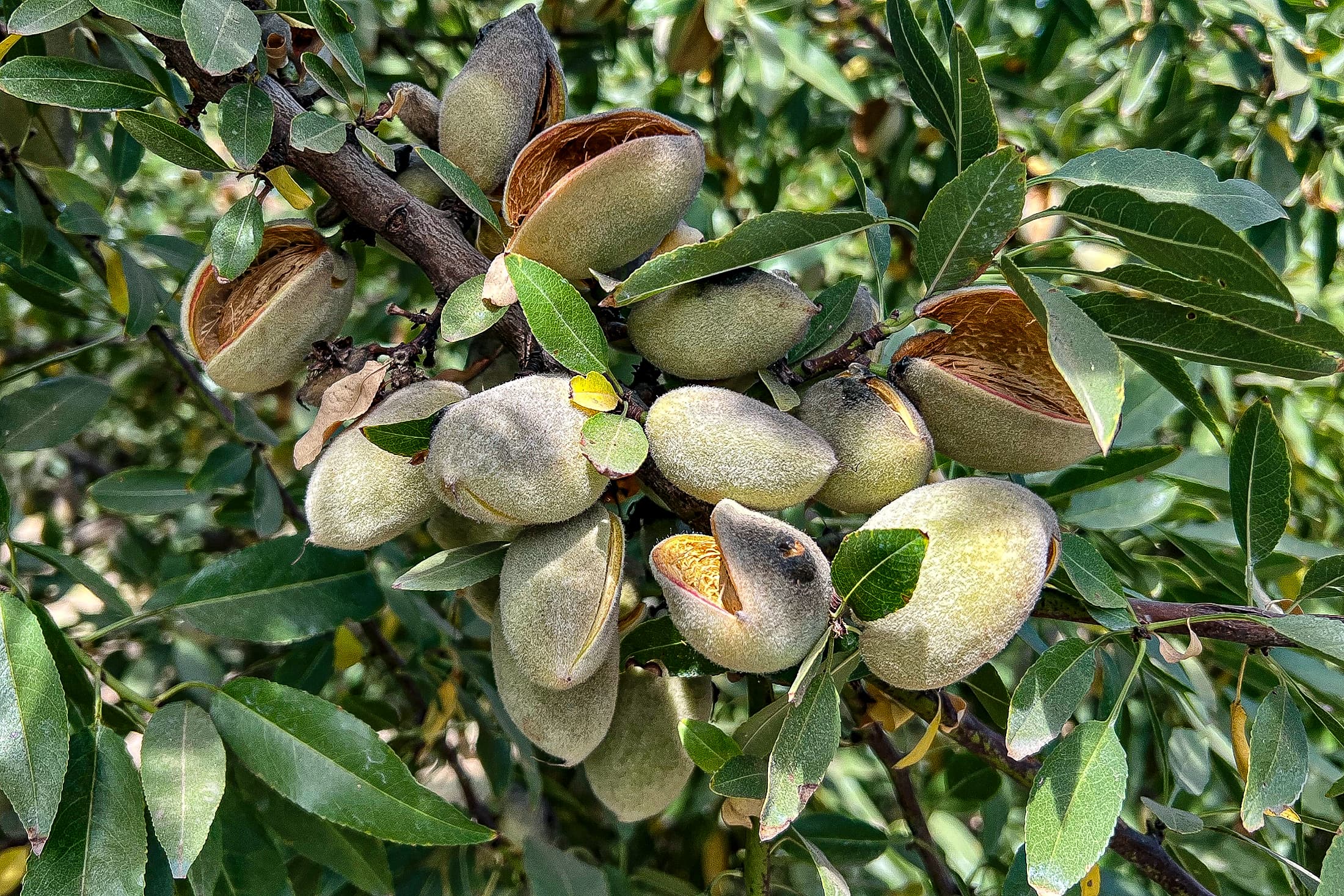 Cluster of unripe almonds in fuzzy green shells and some split open, growing on a tree branch with green leaves.